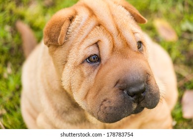 Shar Pei - Dog Puppy