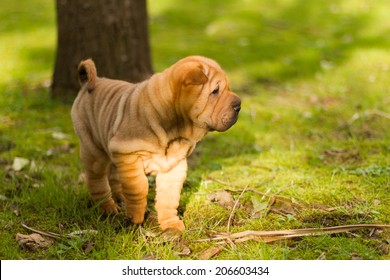 Shar Pei - Dog Puppy