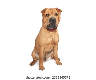Shar pei dog sits on a white background - Shutterstock ID 2331345573