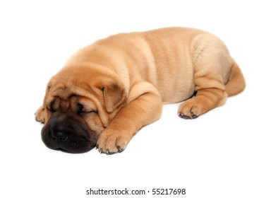 Shar Pei Puppy Dog Sleeping Isolated On White