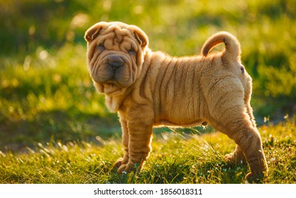 Shar Pei puppy stands on the lawn and looks out for something - Powered by Shutterstock