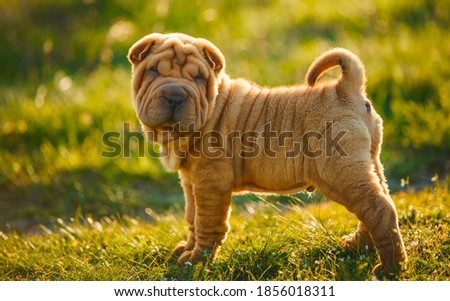 Shar Pei puppy stands on the lawn and looks out for something