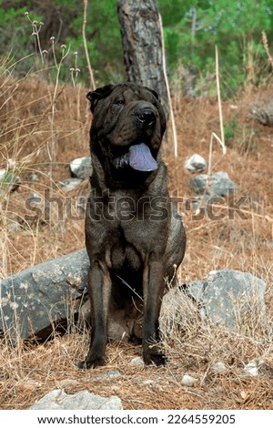 Shar pei purebred dog black color seating in the field