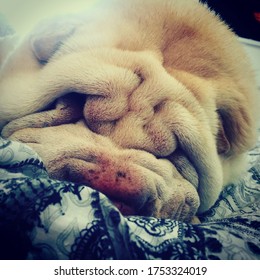 Shar Pei Sleepy Pup Relaxing