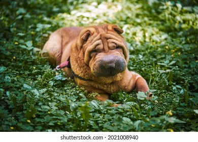 Shar Pei Tired Heat Lies Grass Stock Photo 2021008940 | Shutterstock