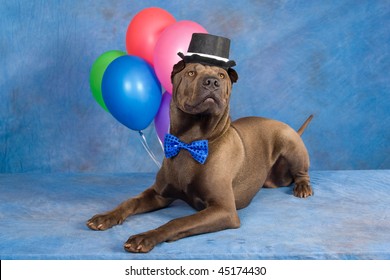 Shar Pei with top hat, tie and balloons on blue background