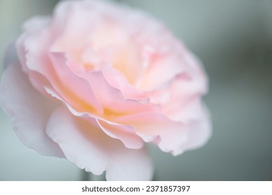 sharifa asma rose , A lovely rose with delicate blush pink ,cluster-flowered blooming in garden Foto Stok