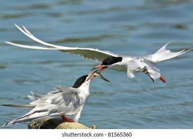 Sharing