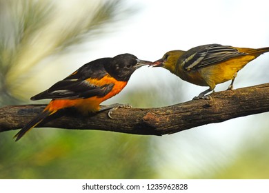 Sharing - Baltimore Orioles