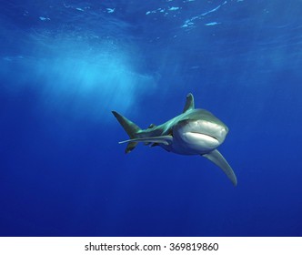 Shark