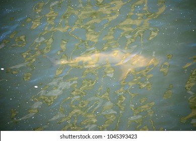 Shark In Apollo Beach Florida
