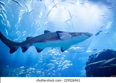 Shark In An Aquarium