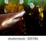Shark Attack:
