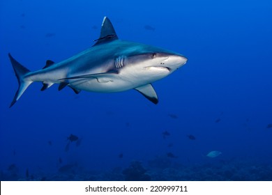 shark attack underwater in the deep blue sea