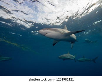 Shark in the blue