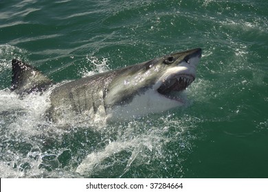 SHark Breaching