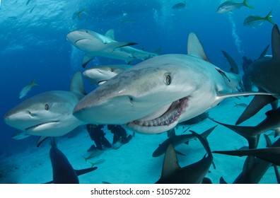 Shark With Broken Jaw