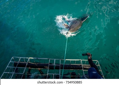 Shark Cage Diving