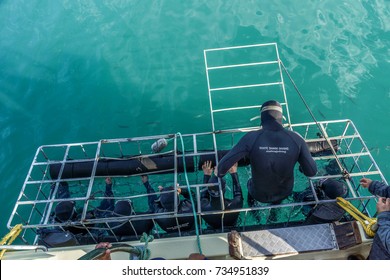 Shark Cage Diving