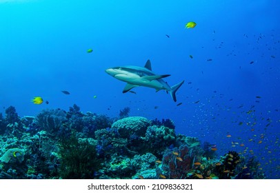 Shark In The Deep Blue Sea Underwater World