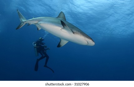 Shark And Diver