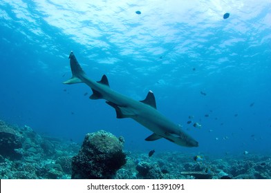 Shark.  Diving. Sipadan Island.