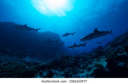 The Shark Diving Underwater Photography