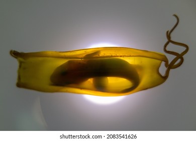 Shark egg backlit, With shark baby inside visible