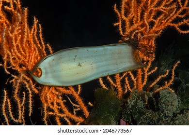 Shark Egg Case.  Cat Shark Egg Case. Canakkale, Turkey.