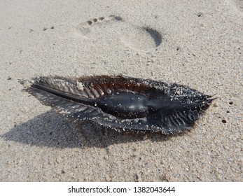 Shark Egg Case And Footprint On African Beach