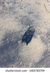 A Shark Egg Case Found In Sand Beach