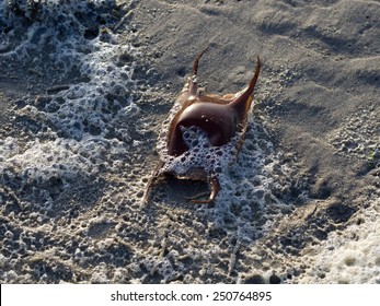 Shark Egg Case On The Atlantic Coast.