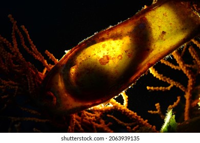 Shark Egg. Cat Shark Egg Case. Canakkale, Turkey. The Growth Process Of An Embryo, Fish Reproduction.