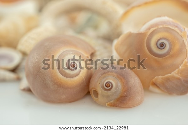 Shark Eye Sea Snail\
Shells