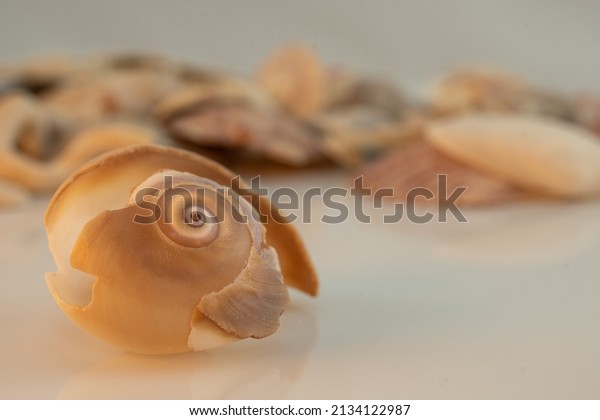 Shark Eye Sea Snail\
Shells