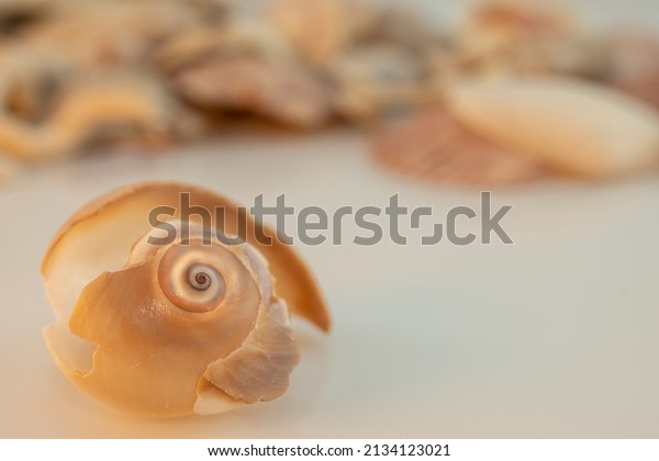 Shark Eye Sea Snail
Shells