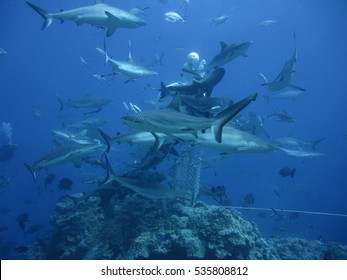 Shark Feed, Osprey Reef