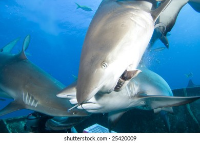 Shark Feeding Frenzy