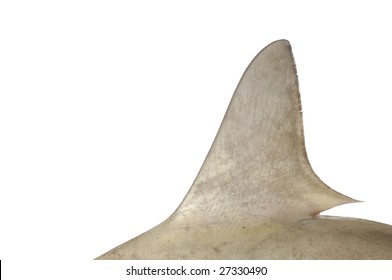 Shark Fin