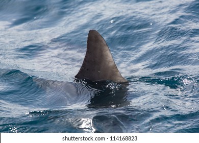 Shark fin above water - Shutterstock ID 114168823