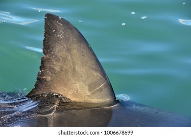 Shark fin above water. Close up.  Back Fin of great white shark, Carcharodon carcharias, False Bay, South Africa, Atlantic Ocean - Shutterstock ID 1006678699