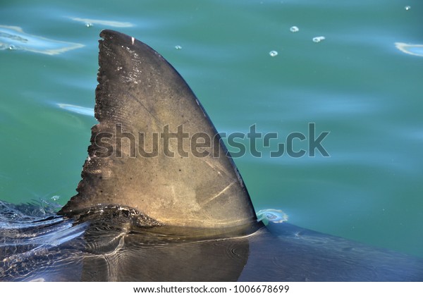 Shark fin above water. Close up.  Back Fin of great\
white shark, Carcharodon carcharias, False Bay, South Africa,\
Atlantic Ocean