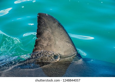 Shark Fin Above Water Closeup Fin Stock Photo 1248844057 | Shutterstock