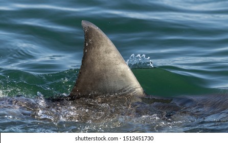 Shark fin above water. Closeup Fin of a Great White Shark (Carcharodon carcharias), swimming at surface,  South Africa, Atlantic Ocean