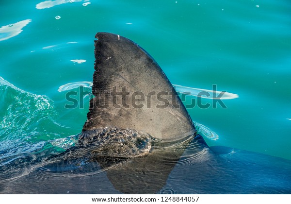 Shark fin above water. Closeup Fin of a Great White\
Shark (Carcharodon carcharias), swimming at surface, False Bay,\
South Africa, Atlantic\
Ocean