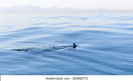 Shark Fin Breaking The Surface Of The Sea In False Bay