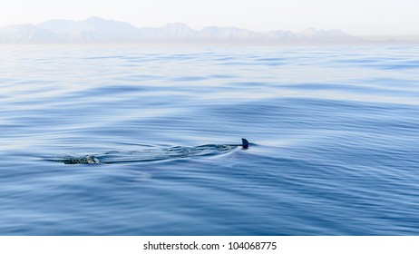 Shark Fin Breaking The Surface Of The Sea In False Bay