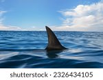 Shark fin on ocean surface in cloudy clear sky