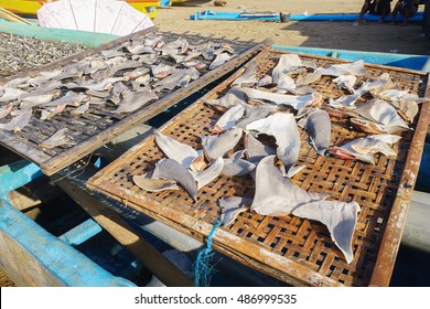 Shark fins dried under the hot sun at fisherman village in Asia. - Shutterstock ID 486999535