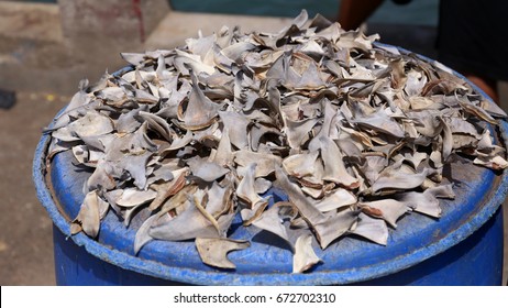 Shark Fins On The Fish Market